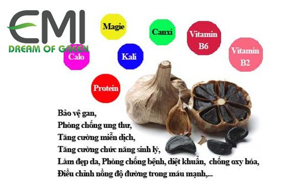 Tỏi và nguồn gốc giá trị của tỏi