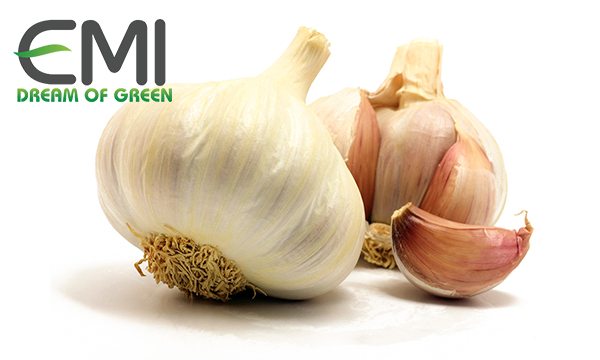 Tỏi và nguồn gốc giá trị của tỏi