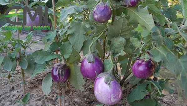 tác nhân gây hại của bệnh tuyến trùng trên cây cà tím