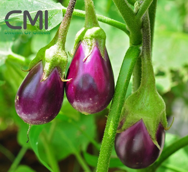 biện pháp ngăn ngừa bệnh tuyến trùng trên cây cà tím