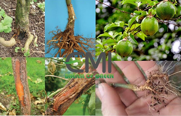 Cách điều trị bệnh thối rễ ở cây chanh leo