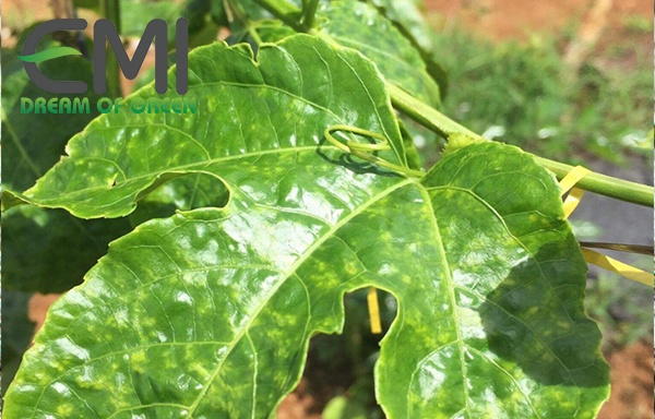 Tác hại của nhện dẹt đỏ xâm hại chanh leo