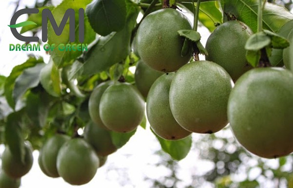 Biện pháp khắc phục vườn chanh leo khi bị nhện dẹt đỏ xâm hại