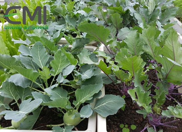 cách tiêu duyệt bệnh bọ nhảy trên xu hào cách tiêu duyệt bệnh bọ nhảy trên xu hào