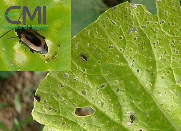 cách nhận diện bọ nhảy trên xu hào cách nhận diện bọ nhảy trên xu hào