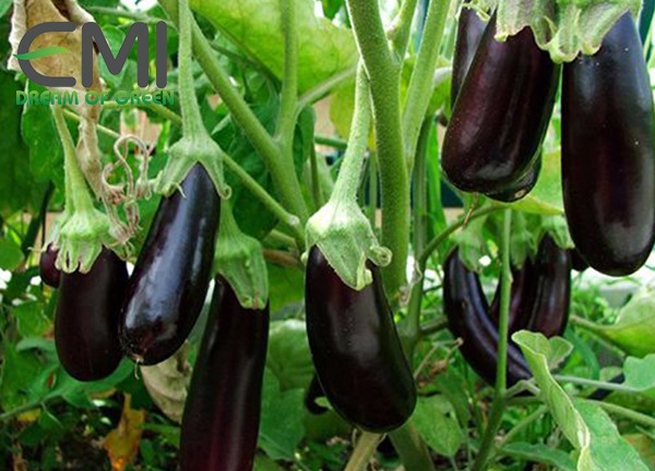 biện pháp phòng ngừa bệnh héo xanh trên cây cà tím biện pháp phòng ngừa bệnh héo xanh trên cây cà tím