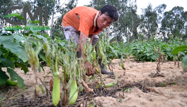 dấu hiệu của bệnh héo xanh trên cây cà tím dấu hiệu của bệnh héo xanh trên cây cà tím