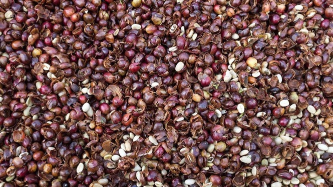 Vỏ cà phê dùng ủ phân