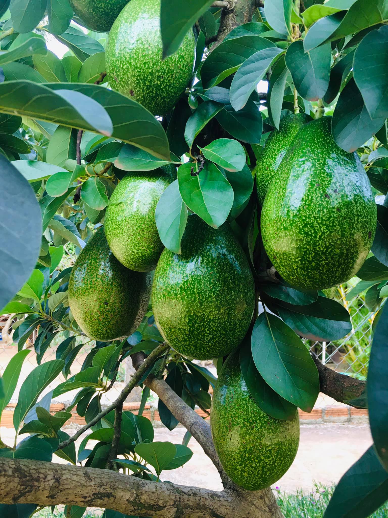 Bơ dùng chế phẩm sinh học BT phòng trừ sâu