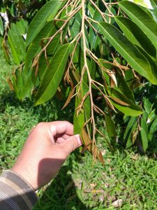 EMINA cho sầu riêng