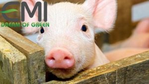 Bệnh phù đầu ở lợn con