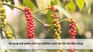 Canh tác hồ tiêu bền vững nhờ chế phẩm sinh học EMINA