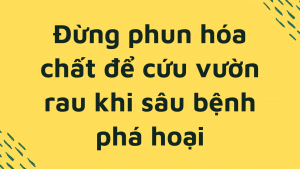Đừng phun hoá chất để cứu vườn rau