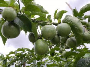 quy trình chăm sóc chanh dây