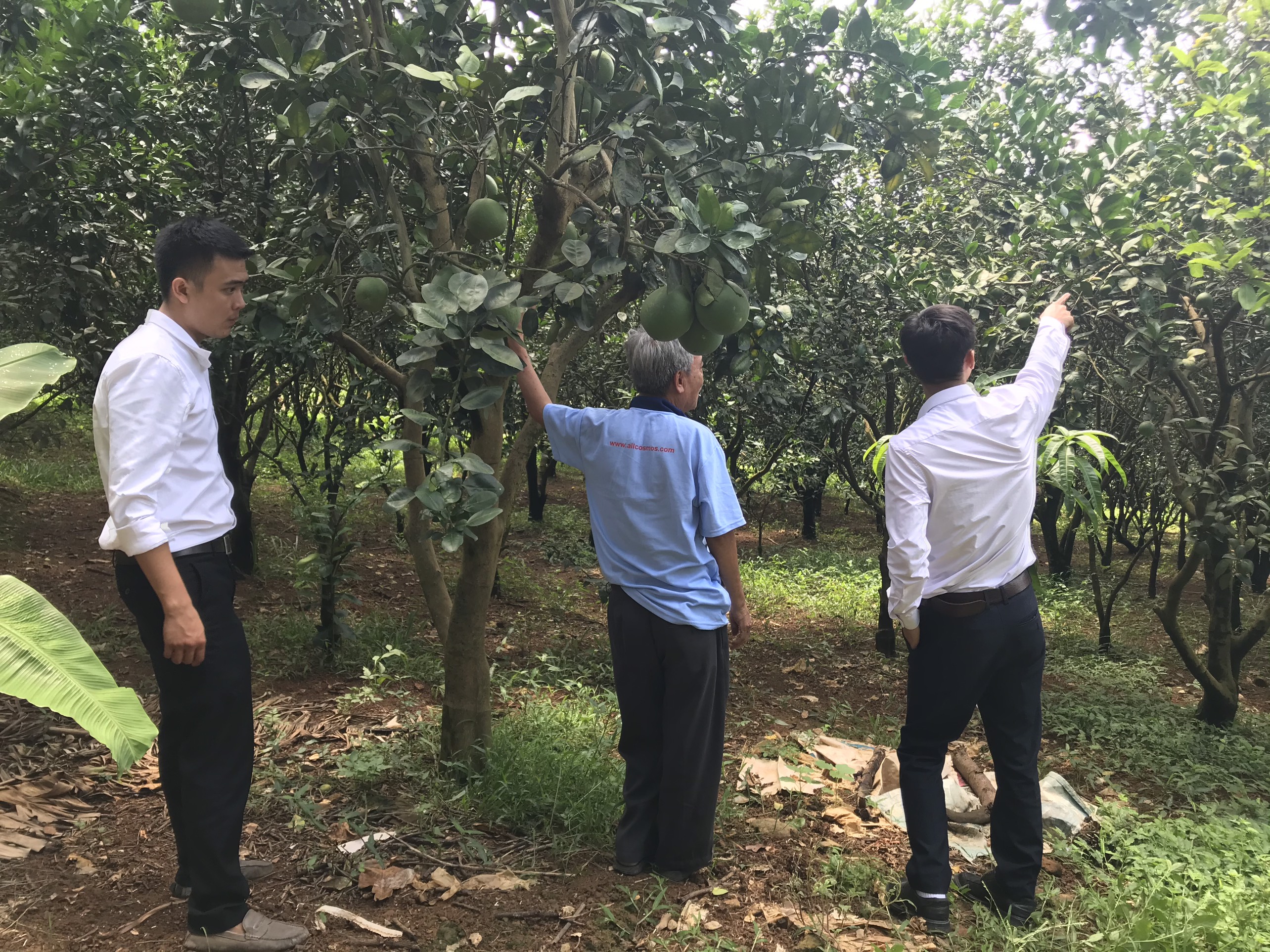 Kỹ thuật Emi đi thăm vườn cam tại Cao Phong