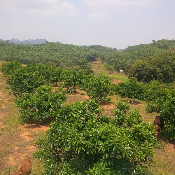 chế phẩm sinh học emina cho bưởi