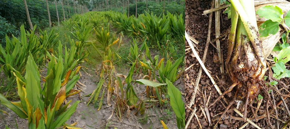 Bệnh thối củ do nấm Fusarium solani