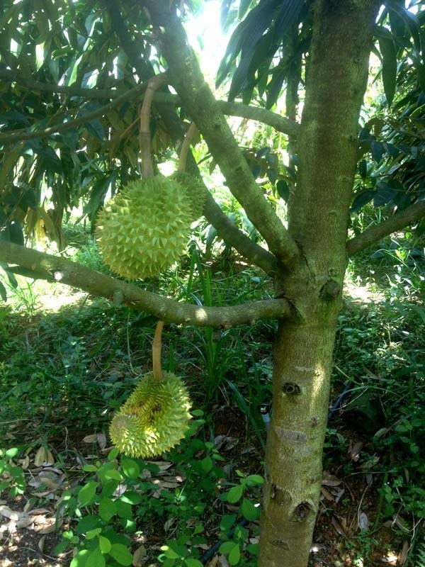 bệnh trên cây sầu riêng