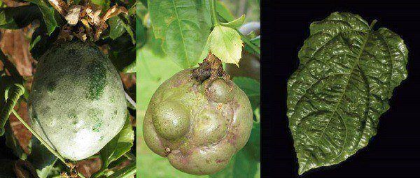 Bênh trên cây chanh dây (sưu tầm)