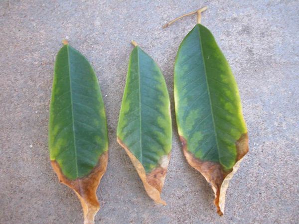 bệnh cháy lá trên cây chôm chôm