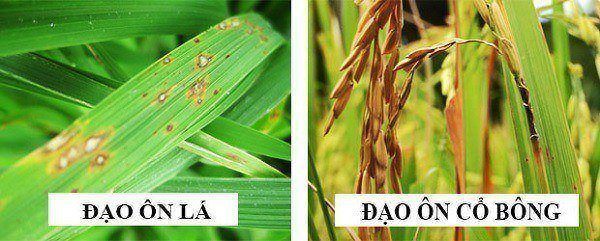 Bệnh đạo ôn trên cây lúa