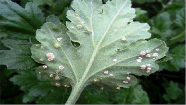 bệnh gỉ sắt trên cây hoa cúc