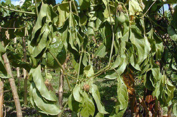 Bệnh héo rũ trên cây chanh leo (sưu tầm)