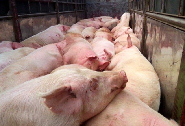 cách phòng ngừa bệnh lở mồm long móng trên gia súc cách phòng ngừa bệnh lở mồm long móng trên gia súc