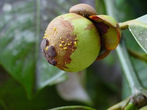 bệnh thán thư trên cây măng cụt