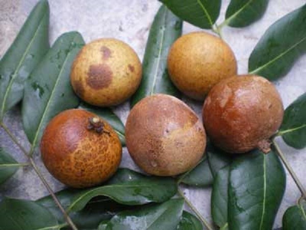 bệnh thối trái nhãn