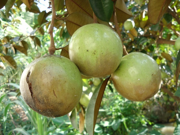 bệnh thối trái trên cây vú sữa