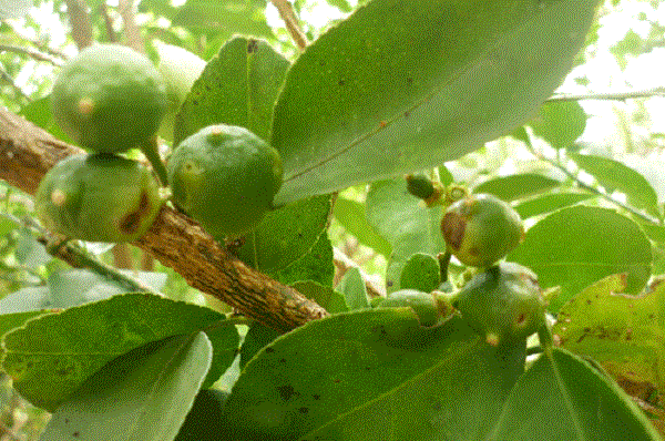 bệnh trên cây chanh