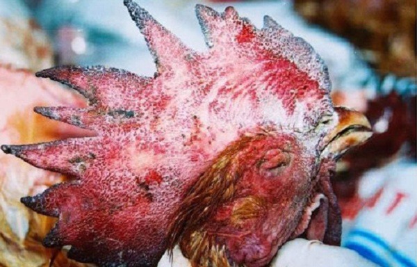 triệu chứng và cách điều trị bệnh tụ huyết trùng ở gà triệu chứng và cách điều trị bệnh tụ huyết trùng ở gà