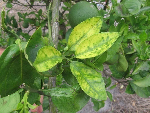 bệnh vàng lá