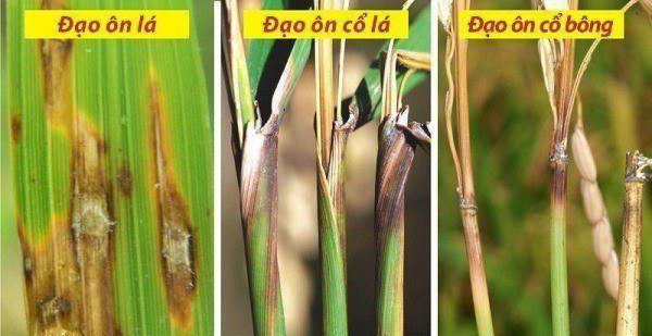 Bệnh đạo ôn trên lúa (sưu tầm) Bệnh đạo ôn trên lúa (sưu tầm)