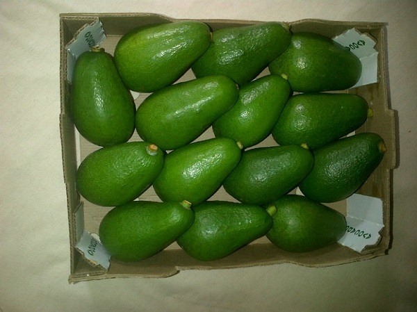 bơ fuerte