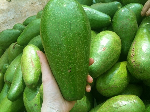 bơ tứ quý