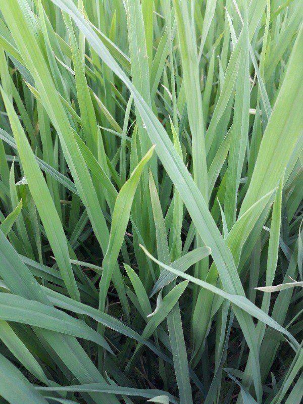 Bộ lá đòng của cây lúa xanh mướt nhờ sử dụng chế phẩm sinh học EMINA Bộ lá đòng của cây lúa xanh mướt nhờ sử dụng chế phẩm sinh học EMINA