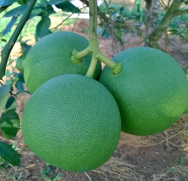 chế phẩm sinh học emina cho bưởi