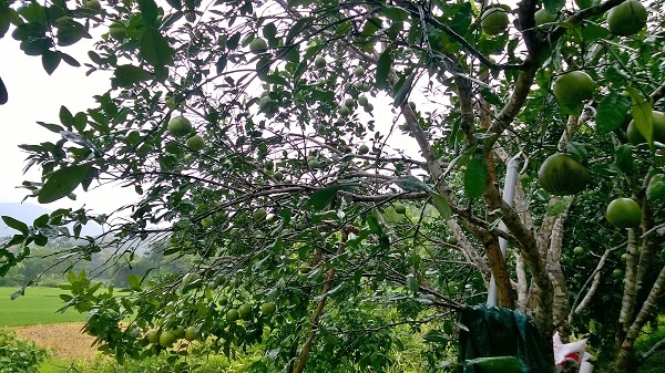 chế phẩm sinh học emina cho bưởi