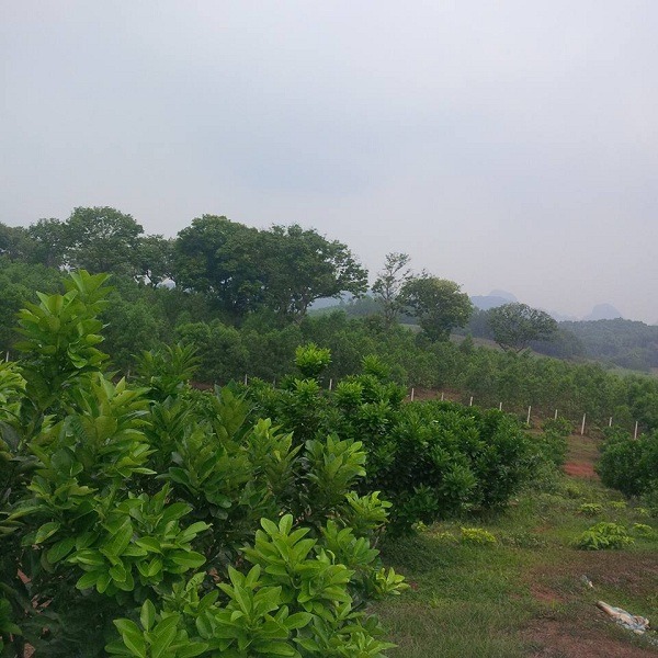 chế phẩm sinh học emina cho bưởi