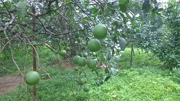chế phẩm sinh học emina cho bưởi