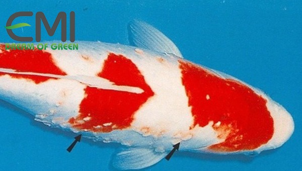 Cá Koi bị nấm trắng Cá Koi bị nấm trắng
