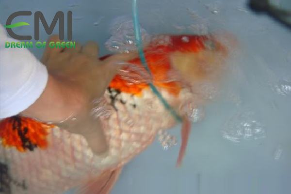 Tắm cho cá Koi trong muối ăn Tắm cho cá Koi trong muối ăn