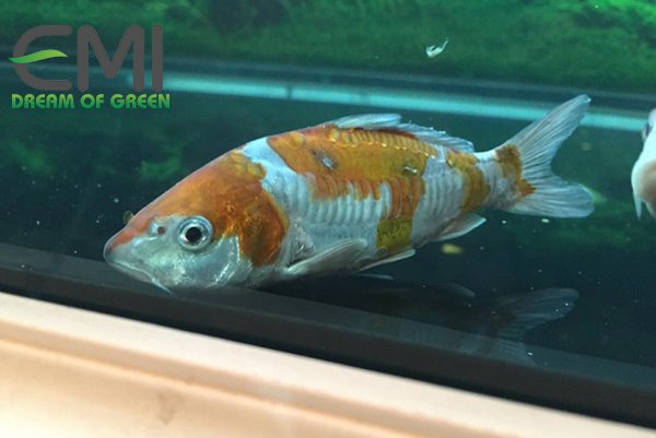 Cá Koi bị bệnh đốm đỏ Cá Koi bị bệnh đốm đỏ