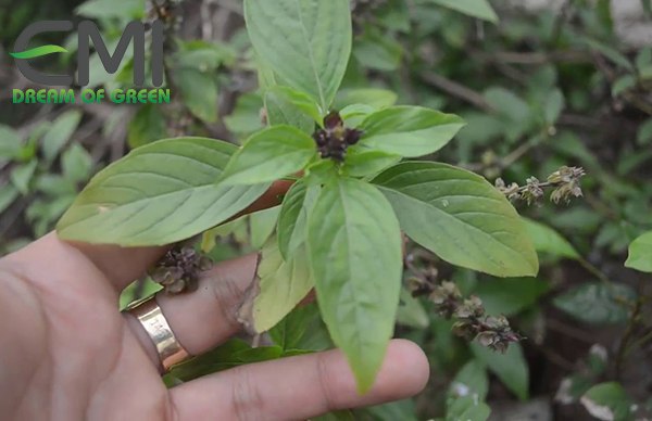 Dấu hiệu phát hiện bệnh gỉ sắt trên cây rau húng quế Dấu hiệu phát hiện bệnh gỉ sắt trên cây rau húng quế