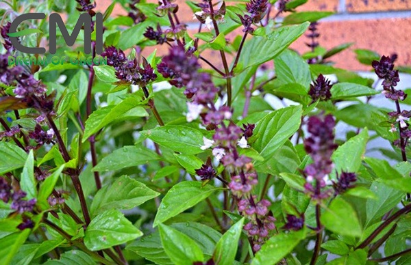 Cách ngăn ngừa bệnh gỉ sắt trên cây rau húng quế Cách ngăn ngừa bệnh gỉ sắt trên cây rau húng quế