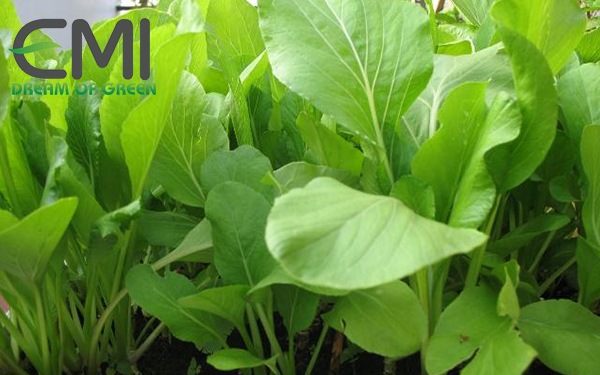 Cách khắc phục rau cải ngọt khi bị bệnh thối nhũn vi khuẩn