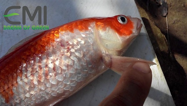 Cá Koi bị bệnh trùng bánh xe Bệnh trùng bánh xe ở cá Koi