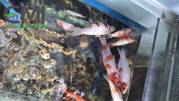Cá Koi bị bệnh trùng bánh xe Cá Koi bị bệnh trùng bánh xe